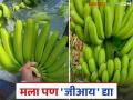 उत्तम गोडवा, जास्त टिकवणक्षमता अन् सर्वाधिक निर्यात होणाऱ्या सोलापूरच्या केळीला मिळेल का जीआय? वाचा सविस्तर - Marathi News | Will Solapur's banana, which has excellent sweetness, high self life and is the most exported, get GI? Read in detail | Latest agriculture News at Lokmat.com
