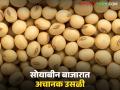तीन वर्षांत प्रथमच सोयाबीनच्या दराने पाच हजाराचा टप्पा केला पार; अजून दर वाढणार का? - Marathi News | Soybean prices cross Rs 5,000 mark for the first time in three years; Will prices increase further? | Latest agriculture News at Lokmat.com