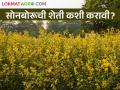 खत म्हणून सोनबोरूचा वापर का केला जातोय? वाचा सविस्तर  - Marathi News | Latest News Cultivation of Sonboru as organic fertilizer see details | Latest agriculture News at Lokmat.com