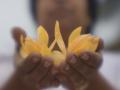 सोनचाफ्याला मागणी वाढली, गणेशोत्सवात शेतकऱ्याला सोनेरी दिवस - Marathi News | The demand for goldfinch in mumbai, golden day for farmers in ganeshotsav | Latest thane News at Lokmat.com