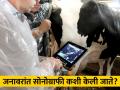 गाई, म्हशींच्या तपासणीसाठी अल्ट्रासोनोग्राफी तंत्र - Marathi News | Ultrasonography technique for testing of cows, buffaloes | Latest agriculture News at Lokmat.com