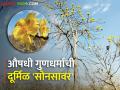काटेपूर्णात आढळली औषधी गुणयुक्त दूर्मिळ 'सोनसावर', अशी आहेत वैशिष्ट्ये  - Marathi News | Latest News Rare 'Sonsavar' of medicinal properties found in Katepurna near washim | Latest agriculture News at Lokmat.com