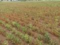 जिल्ह्यातील सोयाबीन क्षेत्रात वाढ, खरीप पेरणी पूर्णत्वाकडे - Marathi News | Increase in soybean area in the district, completion of kharif sowing | Latest satara News at Lokmat.com