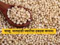 Sorghum Market : शाळू, मालदांडी ज्वारीचा जोर कायम, आज सरासरी भाव काय मिळाला?  - Marathi News | Latest News 22 april 2024 todays Sorghum Market Price in maharashtra market yards | Latest agriculture News at Lokmat.com