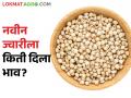 बाजारात नवीन ज्वारीची आवक सुरु; कसा मिळतोय बाजारभाव - Marathi News | New sorghum enters the market; How is the market price? | Latest agriculture News at Lokmat.com