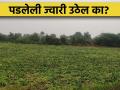 जेव्हा गारपीटीनंतर पडलेली ज्वारी पुन्हा उभी राहिली - Marathi News | Farmer brothers; Fallen sorghum crop rises but when? | Latest agriculture News at Lokmat.com