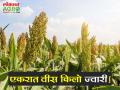 दुष्काळाचा परिणाम: खरिपापाठोपाठ रब्बीतही उत्पन्न कमीच   - Marathi News | Impact of Drought: Low yield in Rabi after Kharif | Latest agriculture News at Lokmat.com
