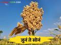 महाराष्ट्राची पारंपरिक पिके नष्ट होण्याच्या मार्गावर - Marathi News | Maharashtra's traditional crops are on the verge of extinction | Latest agriculture News at Lokmat.com