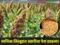 नाशिक जिल्ह्यात ज्वारीचा पेरा वाढला! दर चांगला मिळणार का?  - Marathi News | Latest News Sorghum sowing in Nashik district 179 percent | Latest agriculture News at Lokmat.com
