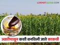 Sorghum Jaggery गोड धाटाच्या ज्वारीपासून काकवी बनवण्याची सुधारित पद्धत - Marathi News | An improved method of making liquid jaggery from sweet sorghum | Latest agriculture News at Lokmat.com