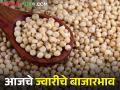 जळगाव बाजार समितीत दादर ज्वारीची कमाल? जाणून घ्या आजचे ज्वारीचे बाजारभाव  - Marathi News | Latest News Todays sorghum market price in jalgaon and ither market yard see details | Latest agriculture News at Lokmat.com