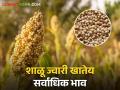Sorghum Market Update राज्यात ज्वारीची आवक वाढली; वाचा काय मिळतोय दर - Marathi News | Sorghum Market Update Inflow of sorghum increased in the state; Read what rates are available | Latest agriculture News at Lokmat.com