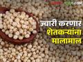 ज्वारी भविष्यात कडाडणार, शेतकरी होईल मालामाल; कसा राहील बाजारभाव - Marathi News | Sorghum market price hike in future, farmers will be rich; How will the market price be? | Latest agriculture News at Lokmat.com