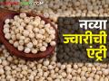 बाजारात आली नवीन ज्वारी; सात हजारांवर पोहोचलेला दर आता कुठे - Marathi News | New sorghum hit the market; Where is the rate that has reached seven thousand now? | Latest agriculture News at Lokmat.com