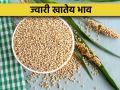 सांगली बाजार समितीत ज्वारीला मिळाला उच्चांकी दर - Marathi News | Sorghum got the highest price in the Sangli market committee | Latest agriculture News at Lokmat.com