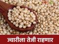 Jwari Bajar Bhav : ज्वारीच्या मागणीत वाढ; जुन्या ज्वारीलाही मिळतोय नवीन दर - Marathi News | Jwari Bajar Bhav : Increase in demand for jowar; Old jowar is also getting new prices | Latest agriculture News at Lokmat.com