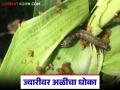 Sorghum Pest Control : ज्वारीवर अळीचा प्रादुर्भाव; उत्पादन वाढीसाठी जाणून घ्या उपायायोजना - Marathi News | latest news Sorghum Pest Control: Worm infestation on sorghum; Know the remedial measures to increase production | Latest agriculture News at Lokmat.com