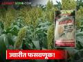 Sorghum Seed Issue : सुधारितच्या नावाखाली हायब्रीड? ज्वारी बियाणे वाटपावरून शेतकऱ्यांचा संताप - Marathi News | latest news Sorghum Seed Issue: Hybrid in the name of improved? Farmers angry over distribution of sorghum seeds | Latest agriculture News at Lokmat.com
