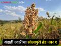 ज्वारी पिकवण्यात सोलापूर नंबर १ - Marathi News | Solapur is number 1 in sorghum cultivation | Latest agriculture News at Lokmat.com