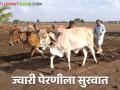 Jowar Perani : यंदा परतीच्या पावसामुळे ज्वारीच्या पेरण्याला उशीर - Marathi News | Jowar Perani : Sowing of jowar is delayed due to return rains this year | Latest agriculture News at Lokmat.com