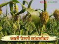 पेरणीपूर्व पावसाचा सुमारे १५ दिवस खंड यंदा ज्वारी पेरणी लांबणीवर - Marathi News | This year, sorghum sowing has been delayed due to a 15 day absence of pre sowing rains | Latest agriculture News at Lokmat.com