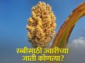 रब्बी ज्वारी पेरताय, कोणत्या वाणांची निवड कराल? - Marathi News | Rabbi Sows Sorghum, Which Varieties to Choose? | Latest agriculture News at Lokmat.com
