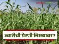 Jowar Sowing: राज्यात खरीप ज्वारीचे क्षेत्र घटले; जाणून घ्या काय आहे कारण - Marathi News | latest news Jowar Sowing: Kharif jowar area decreased in the state; Know the reason | Latest agriculture News at Lokmat.com