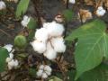 यंदा राज्यात साेयाबीनऐवजी कपाशीचा ‘भाेंगा’ वाजणार - Marathi News | This year, cotton will be played in the state instead of soybeans | Latest nagpur News at Lokmat.com