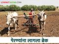 Kharif Perani पाऊस झाला १०६ टक्के; पेरण्या मात्र ५६ टक्केच - Marathi News | Kharif Perani: Rainfall 106 percent; Sowing done is only 56 percent | Latest agriculture News at Lokmat.com