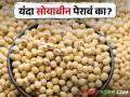 Soybean Market सोयाबीनचा दुसरा खरीप हंगाम तोंडावर; बाजारभावात होईल का बदल? - Marathi News | Soybean Market Second Kharif Soybean Season Approaching; Will there be a change in the market price? | Latest agriculture News at Lokmat.com