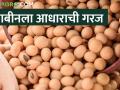 असं काय घडतंय की सोयाबीनचा बाजारभाव वाढेना - Marathi News | What is happening is that the market price of soybeans does not increase | Latest agriculture News at Lokmat.com