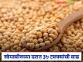 सोयाबीनच्या सरासरी दरात तब्बल 35.56 टक्क्यांची वाढ, क्विंटलला काय दर मिळतोय?  - Marathi News | Latest news Soyabean Market average price of soybean has increased by 35.56 percent in one month | Latest agriculture News at Lokmat.com