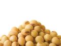 भारतीय सोयाबीनला इराणमधून मागणी - Marathi News | Demand from Indian soybean to Iran | Latest yavatmal News at Lokmat.com