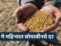 Soyabean Market : सोयाबीनच्या दराची MSP च्या दिशेने वाढ, चालू मे महिन्यात क्विंटलमागे किती रुपये मिळतील! - Marathi News | Latest News Soybean prices increase towards MSP, prices will be higher than MSP this May 2026 | Latest agriculture News at Lokmat.com