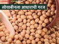 असं काय घडतंय की सोयाबीनचा बाजारभाव वाढेना - Marathi News | What is happening is that the market price of soybeans does not increase | Latest agriculture News at Lokmat.com