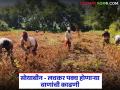 Soyabean Kadhani : लवकर पक्व होणाऱ्या सोयाबीनच्या वाणांची काढणी कधी करावी, वाचा सविस्तर  - Marathi News | latest news soyabean kadhani Read in detail when to harvest early maturing soybean varieties | Latest agriculture News at Lokmat.com