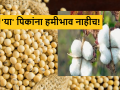 Soyabean, Cotton Market : सोयाबीन, कापसाला हमीभाव नाही, शिवाय बाजारभावही नाही, वाचा सविस्तर  - Marathi News | Latest News Soyabean, cotton has no guaranteed price, also no market price, read in detail  | Latest agriculture News at Lokmat.com