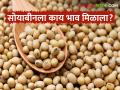 Soyabean Market : आज सोयाबीनला हमीभाव मिळाला का? वाचा सोयाबीन बाजारभाव  - Marathi News | Latest News Soyabean Market todays soyabean market latur and other market yard check here details | Latest agriculture News at Lokmat.com