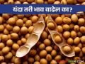 Soybean Bajar Bhav : उडीद, ज्वारी खातेय आता भाव मग सोयाबीनचा वाढेल का बाजारभाव - Marathi News | Soybean Bajar Bhav : Udid, sorghum is getting now good price, will the market price of soybeans increase? | Latest agriculture News at Lokmat.com