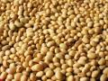Soyabean Market : मध्य प्रदेश आणि महाराष्ट्रातील मार्केटमध्ये सोयाबीनला काय दर मिळतोय?  - Marathi News | Latest News soybeans market prices in Madhya Pradesh and Maharashtra market yards | Latest agriculture News at Lokmat.com