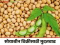 Soybean MSP : आधारभूत किंमत खरेदी योजनेंतर्गत सोयाबीन विक्रीसाठी शेतकऱ्यांना नाव नोंदणीकरिता मुदतवाढ - Marathi News | Soybean MSP : Increase the date for registration of farmers for sale of soybeans under minimum support price procurement scheme | Latest agriculture News at Lokmat.com