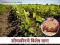 Soybean Variety अकोला कृषी विद्यापीठाने विकसित केलेले कमी दिवसात येणारे सोयाबीनचे वाण - Marathi News | A short duration soybean varieties developed by the Akola Agricultural University | Latest agriculture News at Lokmat.com