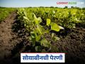 सोयाबीन पेरणी किती तारखेपर्यंत करू शकतो अन् कशी करावी? वाचा सविस्तर  - Marathi News | latest news soyabean Perni Until what date can soybeans be sown and how to do Read in detail | Latest agriculture News at Lokmat.com