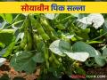 Soybean Pik Salla : सोयाबीन पिकाचे शेंगा भरण्याच्या अवस्थेत कसे कराल व्यवस्थापन - Marathi News | Soybean Pik Salla : How to manage Soybean crop at pod filling stage | Latest agriculture News at Lokmat.com
