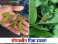 Soybean Crop Management : अतिवृष्टीत सोयाबीन पिकाचे व्यवस्थापन कसे कराल? - Marathi News | Soybean Crop Management: How to manage soybean crop in heavy rain? | Latest agriculture News at Lokmat.com