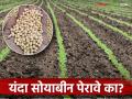 Soybean Lagwad : यंदा सोयाबीनचे लागवड क्षेत्र घटणार; लागवड करावी का नको? - Marathi News | Soybean Lagwad: Soybean cultivation area will decrease this year; Should it be cultivated or not? | Latest agriculture News at Lokmat.com