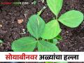 सोयाबीन पिकांवर आल्यात ह्या किडी.. त्यांचा असा करा बंदोबस्त - Marathi News | If these pests have come to the soybean crops, how to control and its management | Latest agriculture News at Lokmat.com