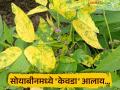 सोयाबीनमध्ये पांढऱ्या माशीमुळे होतोय 'या' रोगाचा प्रादुर्भाव; कसे कराल नियंत्रण? - Marathi News | This disease is caused by white flies in soybeans; how to control it? | Latest agriculture News at Lokmat.com