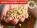Soyabean Farming : पेरणीपूर्वी सोयाबीनवर बीजप्रक्रिया करा अन् खोडमाशीला रोखा!  - Marathi News | Latest News Soyabean Farming Treat soybeans before sowing and prevent stem borer | Latest agriculture News at Lokmat.com