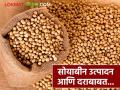 Soyabean Market : यंदा सोयाबीनचे उत्पादन कसे राहील, दर वाढतील का? जाणून घ्या सविस्तर  - Marathi News | Latest News Soyabean crop prediction analysis of soybean sowing and production, market prices in 2025 | Latest agriculture News at Lokmat.com
